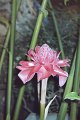 Thailand 2001-BIRH115